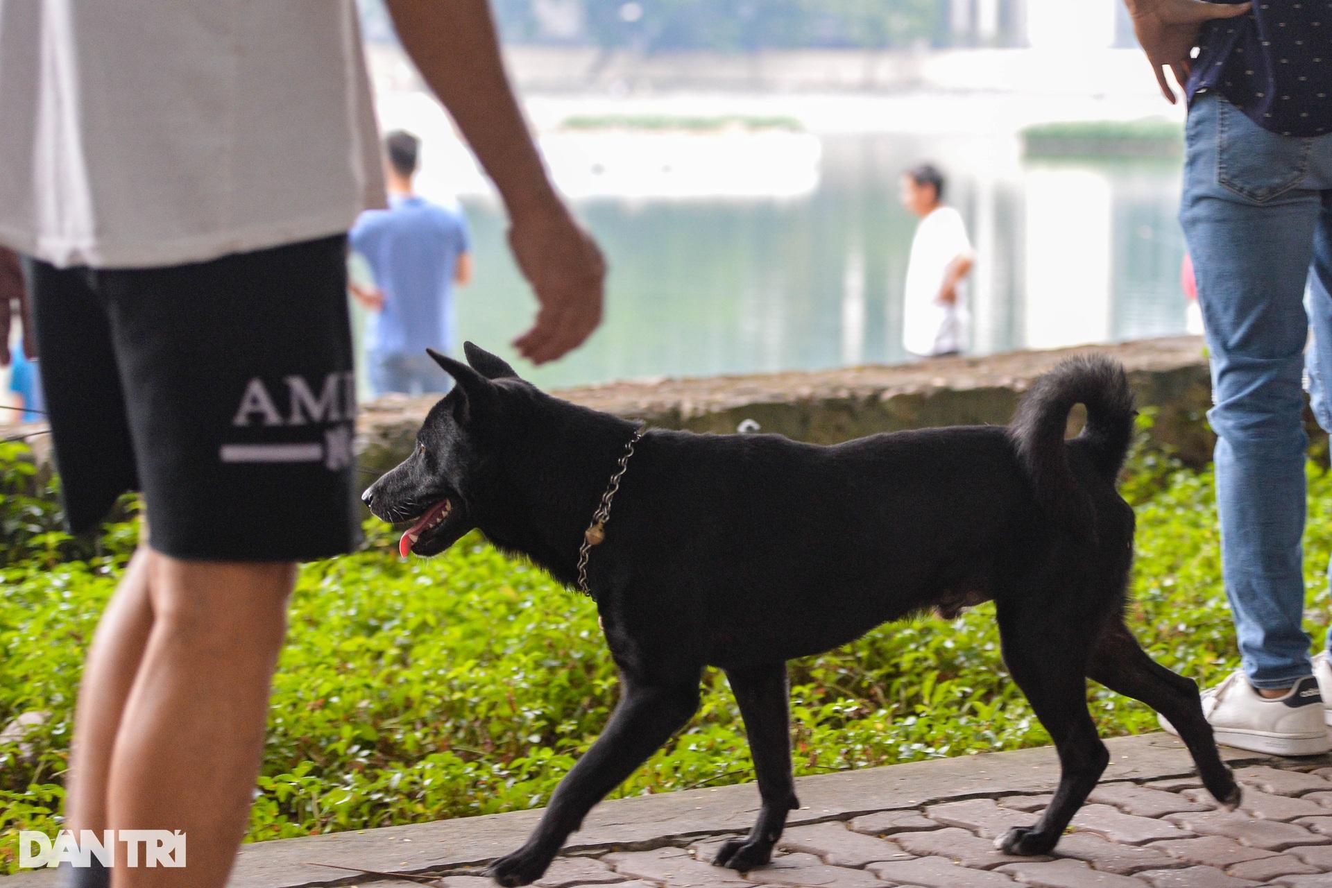Chó thả rông, không rọ mõm tung tăng khắp các công viên ở Hà Nội - 11