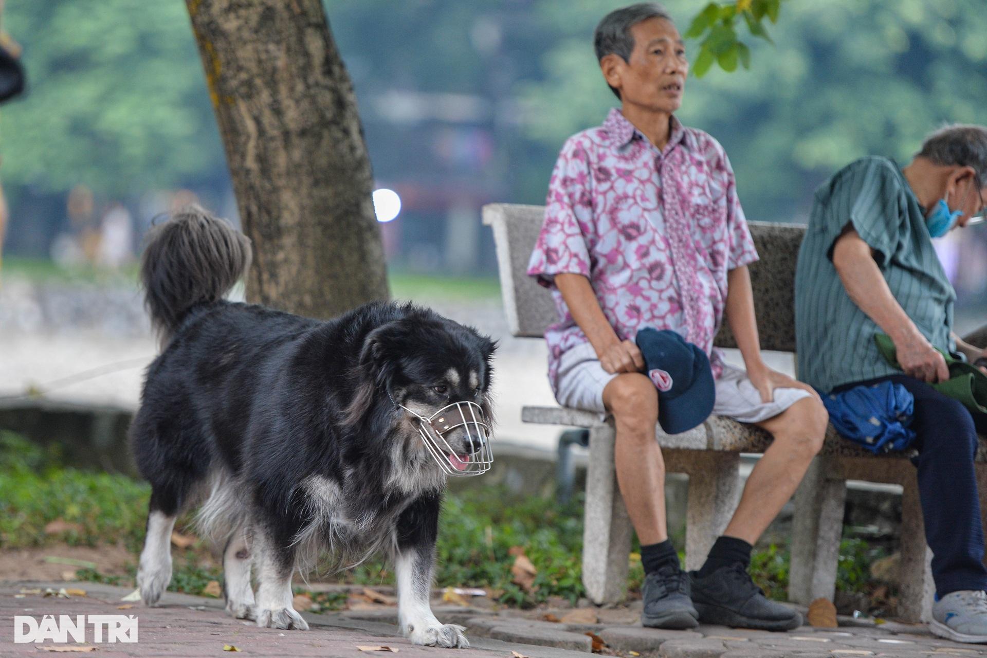 Chó thả rông, không rọ mõm tung tăng khắp các công viên ở Hà Nội - 12