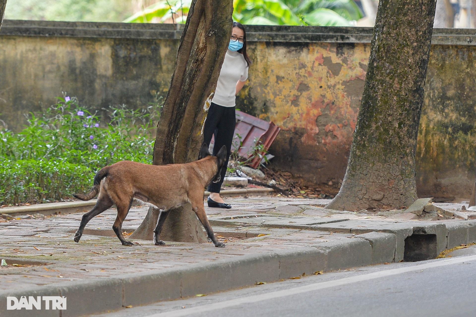 Chó thả rông, không rọ mõm tung tăng khắp các công viên ở Hà Nội - 14